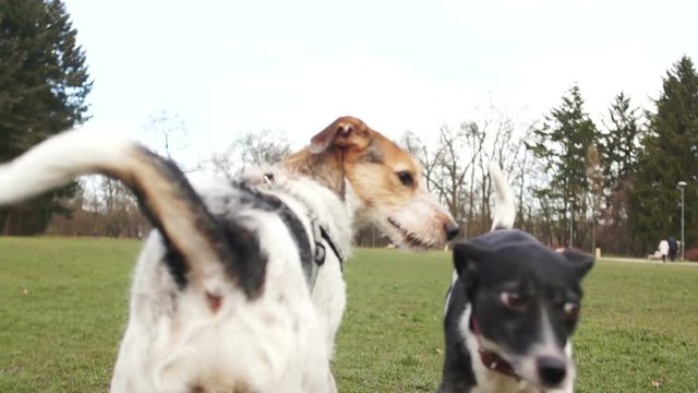 Dogs and their owners for a walk. The angry dog does not allow a young male to come to her, she grins and bites. Aggressive dog, dog training