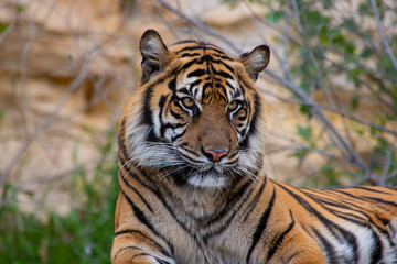 Plakat tiger in zoo
