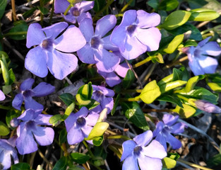 blue flowers on a background