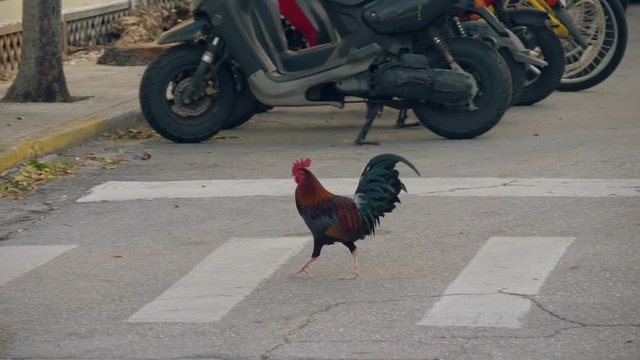 Rooster on the streets in Key West Florida. A rooster crosses the road at a pedestrian crossing. Street rooster found in Key West, Florida. Key West rooster - local landmark and icon of City.