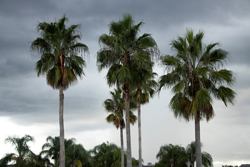 Fototapeta na wymiar Palm Trees Against a Cloudy Sky