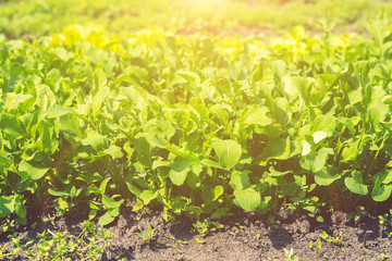 Growing vegetables in the garden. lettuce patch in the vegetable field under sunshine