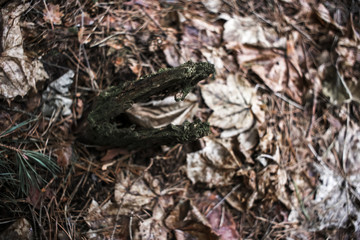 Empty forest after hibernation