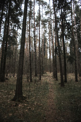 Empty forest after hibernation