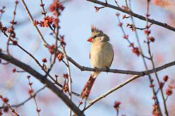 Red Cardinal Female Northern Singing in a Red Flowering Tree