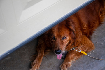 Dog Resting in and Around Garage and Bushes