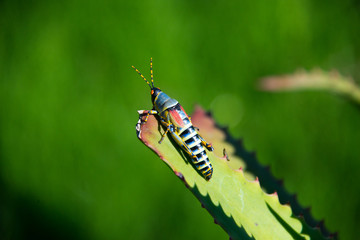 single colorful grasshopper on leaf, schotioa private gane reserve