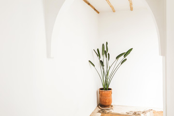 Minimalist modern light interior with flower plant in orange clay pot, white walls, wooden roof and carpet. Eco style architecture concept.
