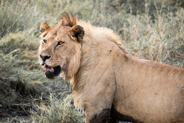 Male lion serengeti