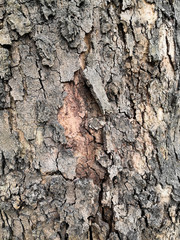 Bark texture background pattern crack old brown for design