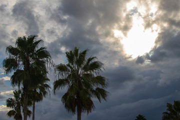 Fototapeta na wymiar Palm Trees Against a Dramatic Cloudy Sky