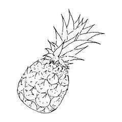 Vector illustration. Silhouette of pineapple isolated on white background. Hand drawn simple ananas doodle clipart. 
