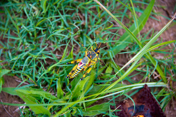 couple of mating grasshoppers, Phuthaditjhaba, south africa