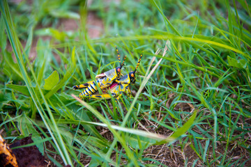 couple of mating grasshoppers, Phuthaditjhaba, south africa