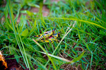 couple of mating grasshoppers, Phuthaditjhaba, south africa