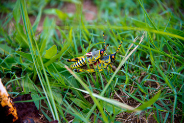 couple of mating grasshoppers, Phuthaditjhaba, south africa