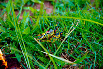 couple of mating grasshoppers, Phuthaditjhaba, south africa