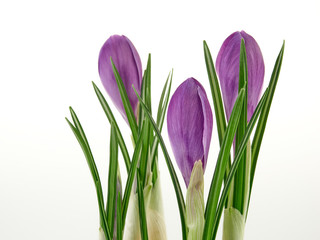 Crocus flower on white background isolate.Early spring flowers.White background