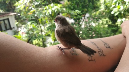 Passarinho pousado no braço