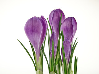 Crocus flower on white background isolate.Early spring flowers.White background