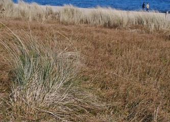 Gräser an der Ostseeküste