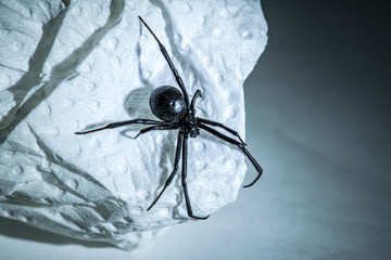 Scary Black Widow Spider Very Dangerous 