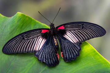 Fototapeta na wymiar Tropischer Schmetterling / Falter: schwarz-roter Ritterfalter