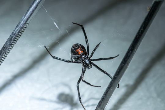 Black Widow Spider Very Dangerous 