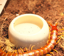 scolopendra gigantea