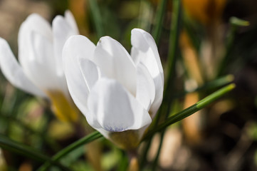 Biały krokus