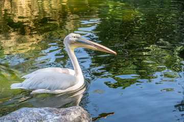 Great white pelican, eastern white pelican, rosy pelican (Pelecanus onocrotalus) swimming in pond.