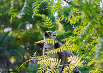 A lemur is sitting on a branch. Portrait of a lemur through green leaves.