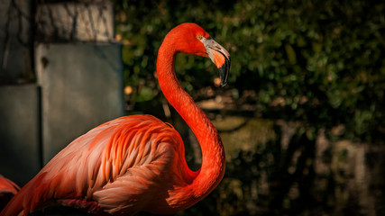 Flamingos at the Madrid Zoo, Spain