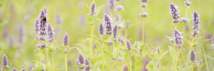 small bumblebee collects pollen from delicate sage flowers
