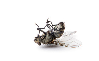 Dead Fly isolated white background.
