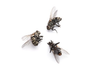 Dead Fly isolated white background.