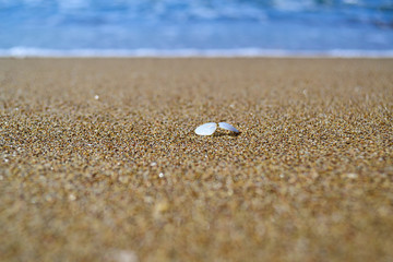 structure of a sandy beach on The black sea coast, with a white shell, a copy of the space