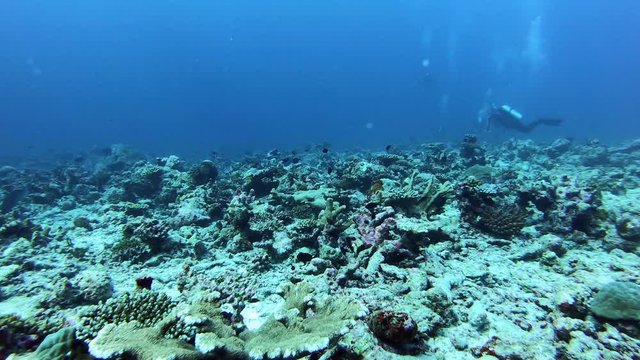 Maldives reef underwater scene