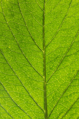 Naklejka na ściany i meble Close up of Green leaf texture background