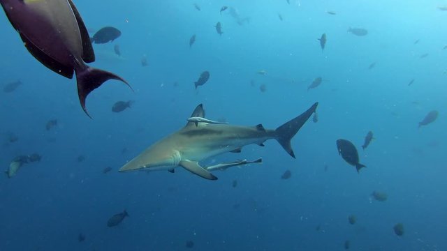 Underwater spinner sharks swimming close to the camera - Scuba diving in Madives