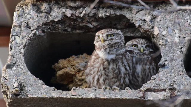 Two small owls (Athene Noctua) look out of their burrow and sing a song