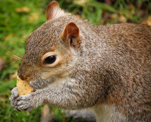 Obraz premium Friendly squirrel nibbles groundnut in London park