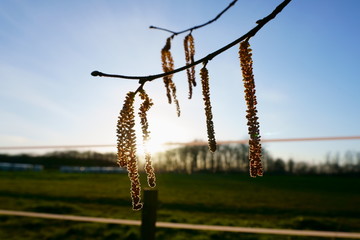 Naklejka premium baumfrüchte vom birken im sonnenlicht