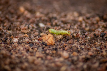 Tiny green worm wallpaper