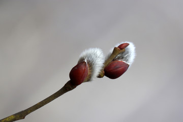 Pussy willow flowers on the branch, blooming verba in spring forest. Palm Sunday symbol, catkins for Easter background