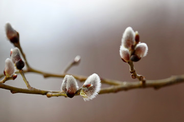 Pussy willow flowers on the branch, blooming verba in spring forest. Palm Sunday symbol, catkins for Easter background © Oleg