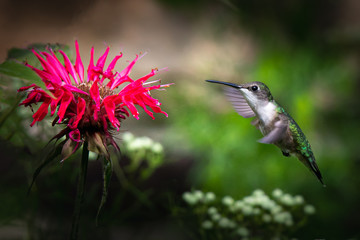 Fototapeta na wymiar Hovering hummingbird against a blurred backgeound