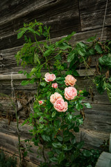 Rose growing on the wall - 330386392