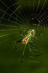 Orbweaver spider building its web