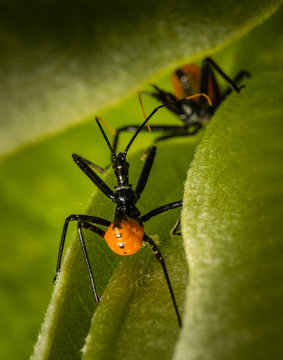 Two Assassin Bugs Confront Each Other